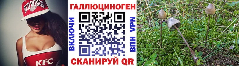 Купить  Терек  Галлюциногенные грибы Magic Shrooms 